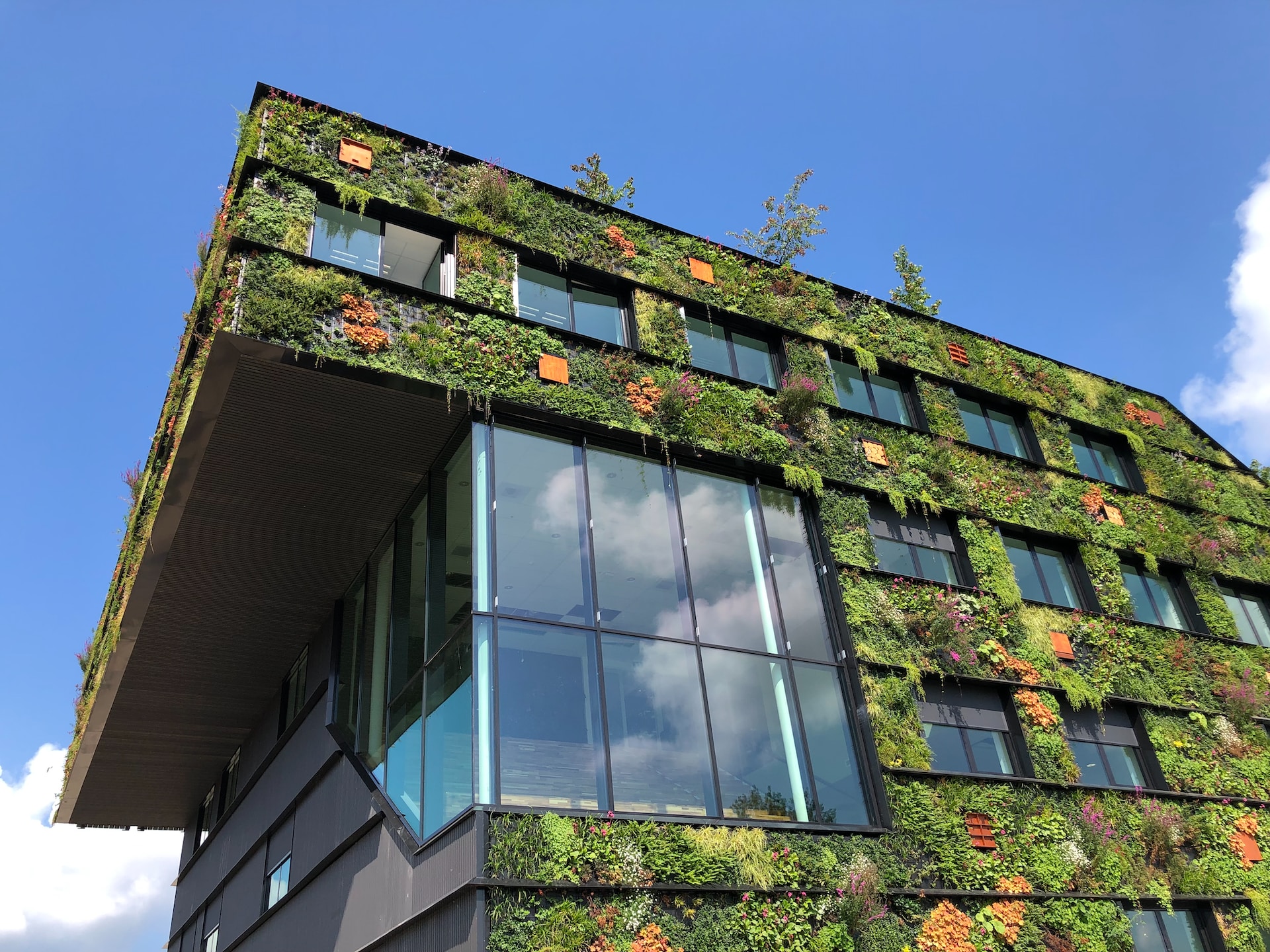 Dachbegrünung: Wie Berlin mit der Förderung von GründachPLUS dem Klimawandel begegnen will